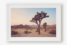 Load image into Gallery viewer, JOSHUA TREE IN SEPTEMBER
