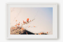 Load image into Gallery viewer, POPPIES IN THE SAN TAN MOUNTAINS 2