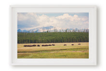 Load image into Gallery viewer, WILD BISON IN WYOMING
