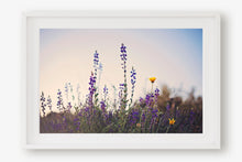 Load image into Gallery viewer, WILD LAVENDER AT TWILIGHT
