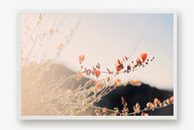 Load image into Gallery viewer, POPPIES IN THE SAN TAN MOUNTAINS 1