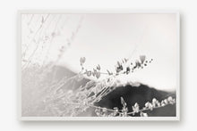 Load image into Gallery viewer, ARIZONA POPPIES IN BLACK & WHITE