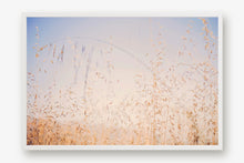 Load image into Gallery viewer, CALIFORNIA GOLDEN GRASS