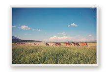 Load image into Gallery viewer, WILD HORSES IN WYOMING