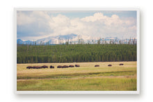 Load image into Gallery viewer, WILD BISON IN WYOMING