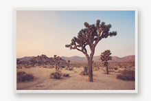 Load image into Gallery viewer, JOSHUA TREE IN SEPTEMBER