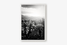 Load image into Gallery viewer, CACTUSGARDEN IN BLACK & WHITE