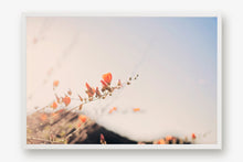 Load image into Gallery viewer, POPPIES IN THE SAN TAN MOUNTAINS 2