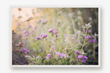 Load image into Gallery viewer, CALIFORNIA WILD FLOWERS