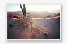 Load image into Gallery viewer, ROOTS OF A TREE IN BRYCE CANYON