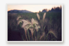 Load image into Gallery viewer, FOUNTAIN GRASS IN BIG BEAR