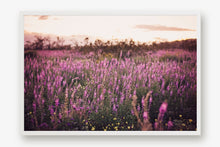 Load image into Gallery viewer, CALIFORNIA LAVENDER SUPER BLOOM
