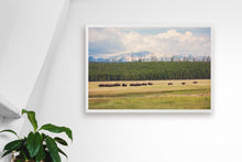 Load image into Gallery viewer, WILD BISON IN WYOMING