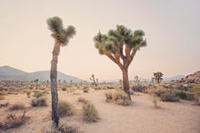 Load image into Gallery viewer, TWO TREES IN JOSHUA TREE