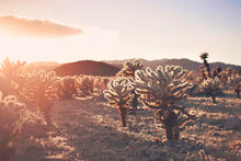 Load image into Gallery viewer, SUNSET IN CHOLLA CACTUS GARDEN