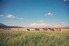 Load image into Gallery viewer, WILD HORSES IN WYOMING