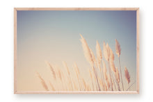 Load image into Gallery viewer, WILD CALIFORNIA PAMPAS GRASS
