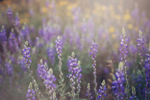 Load image into Gallery viewer, WILD LAVENDER IN ARIZONA
