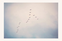 Load image into Gallery viewer, BIRDS FLYING HIGH IN SAN FRANCISCO
