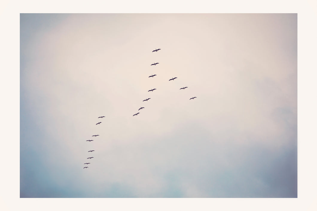 BIRDS FLYING HIGH IN SAN FRANCISCO