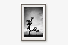 Load image into Gallery viewer, A JOSHUA TREE IN BLACK &amp; WHITE
