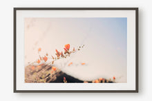Load image into Gallery viewer, POPPIES IN THE SAN TAN MOUNTAINS 2

