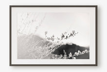 Load image into Gallery viewer, ARIZONA POPPIES IN BLACK &amp; WHITE
