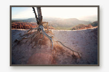 Load image into Gallery viewer, ROOTS OF A TREE IN BRYCE CANYON
