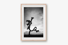 Load image into Gallery viewer, A JOSHUA TREE IN BLACK &amp; WHITE
