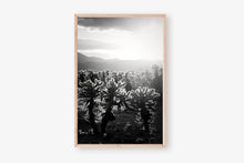 Load image into Gallery viewer, CACTUSGARDEN IN BLACK &amp; WHITE
