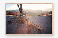 Load image into Gallery viewer, ROOTS OF A TREE IN BRYCE CANYON
