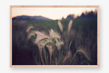 Load image into Gallery viewer, FOUNTAIN GRASS IN BIG BEAR
