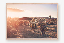 Load image into Gallery viewer, SUNSET IN CHOLLA CACTUS GARDEN
