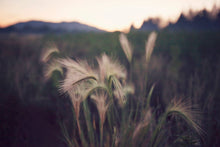 Load image into Gallery viewer, FOUNTAIN GRASS IN BIG BEAR
