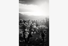 Load image into Gallery viewer, CACTUSGARDEN IN BLACK &amp; WHITE
