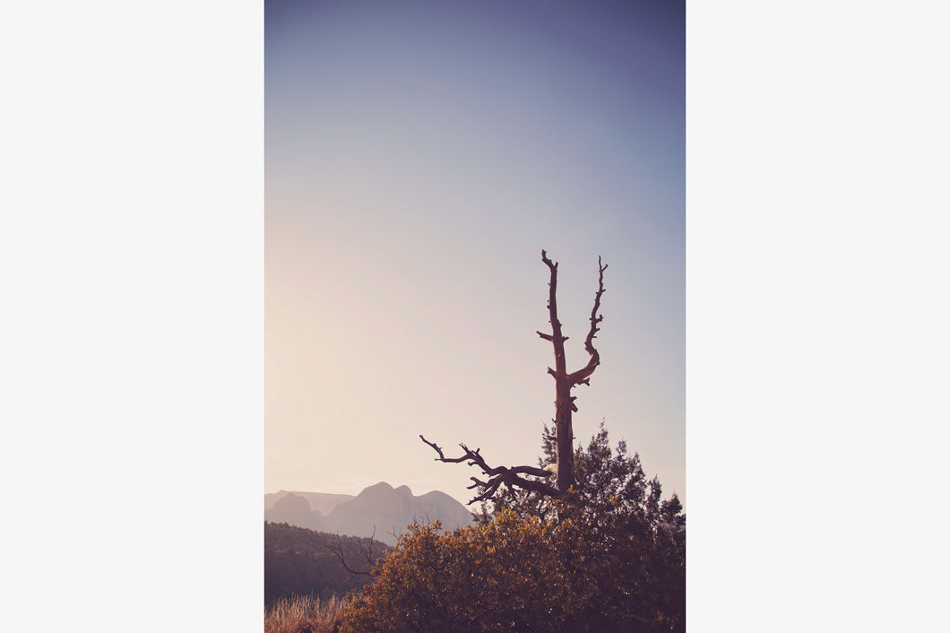 AN OLD TREE AT SUNRISE IN SEDONA ARIZONA