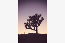 Load image into Gallery viewer, A JOSHUA TREE AT TWILIGHT 2
