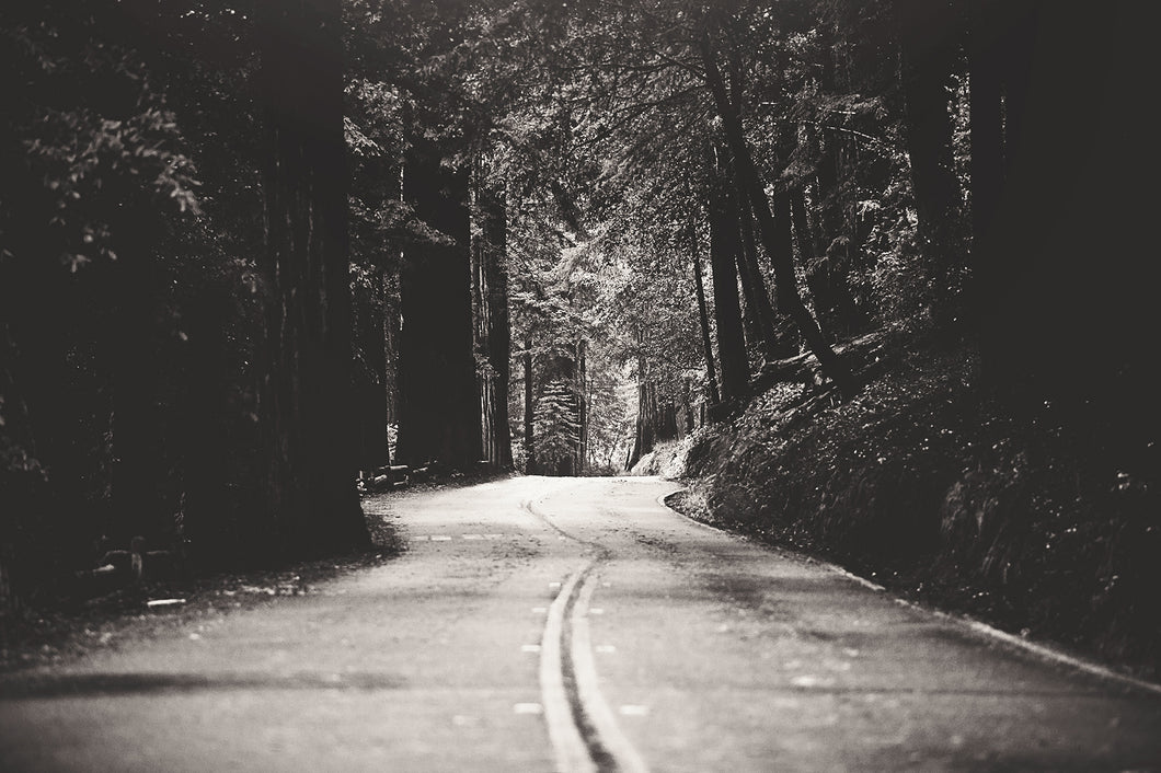 A ROAD IN BIG BASIN REDWOODS STATE PARK IN BLACK & WHITE