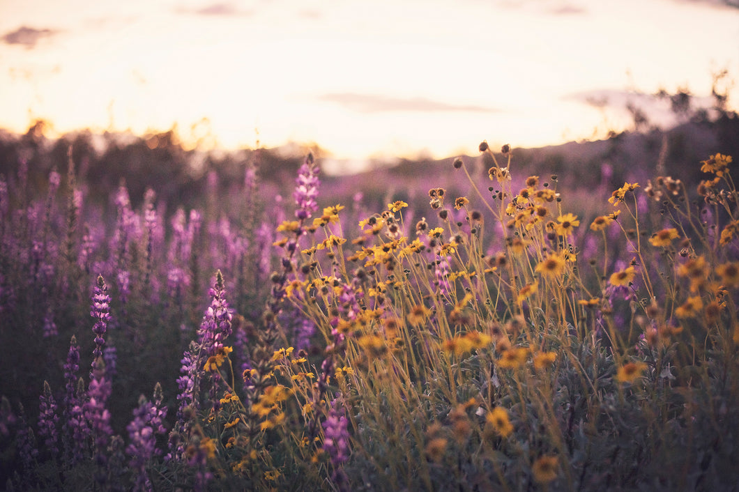 CALIFORNIA SUPER BLOOM