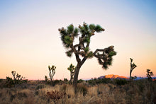 Load image into Gallery viewer, JOSHUA TREE AT TWILIGHT
