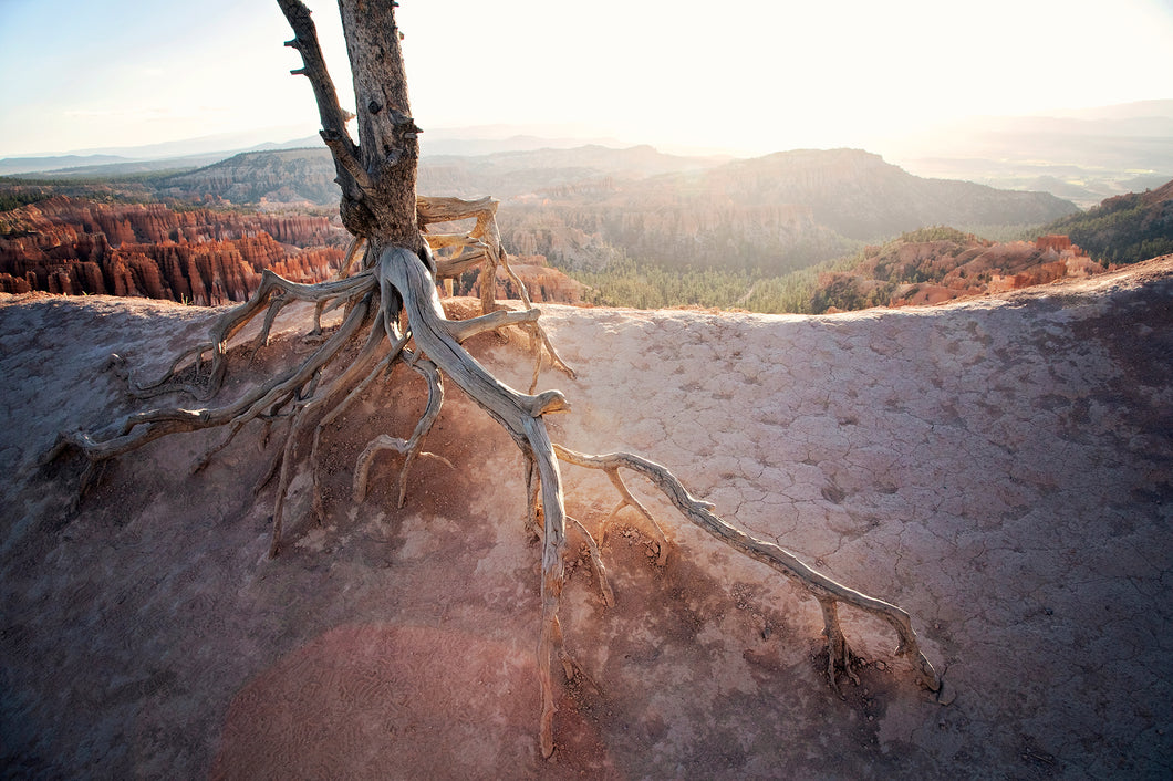 ROOTS OF A TREE IN BRYCE CANYON