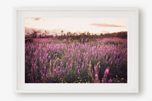 Load image into Gallery viewer, CALIFORNIA LAVENDER SUPER BLOOM
