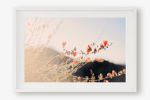Load image into Gallery viewer, POPPIES IN THE SAN TAN MOUNTAINS 1
