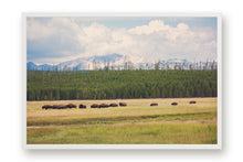 Load image into Gallery viewer, WILD BISON IN WYOMING
