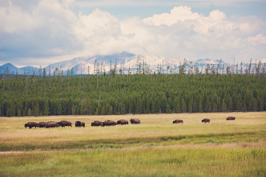 WILD BISON IN WYOMING